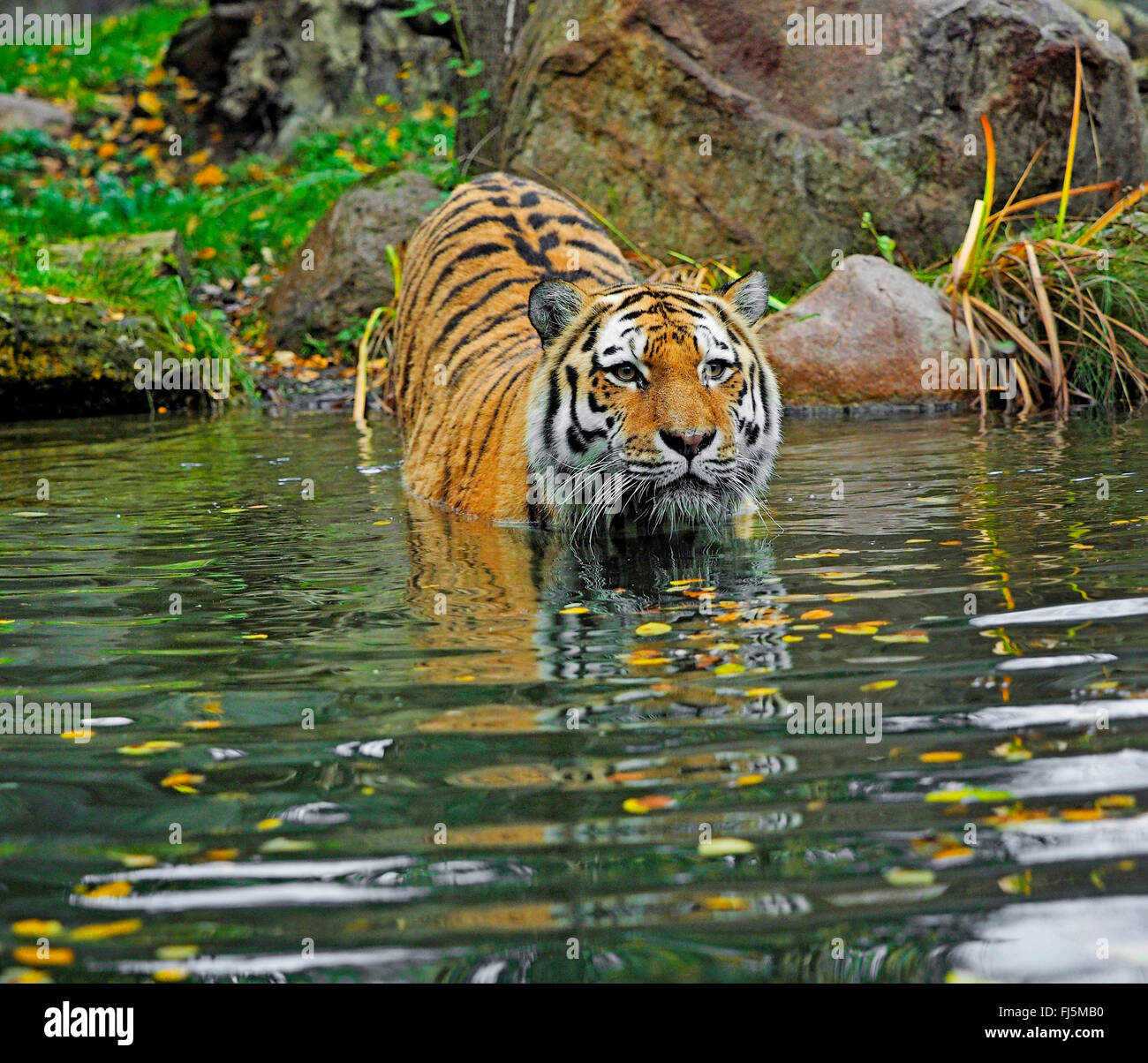 Sibirischer Tiger, Amurian Tiger (Panthera Tigris Altaica), stehend im Wasser in Ufernähe, Frontansicht Stockfoto