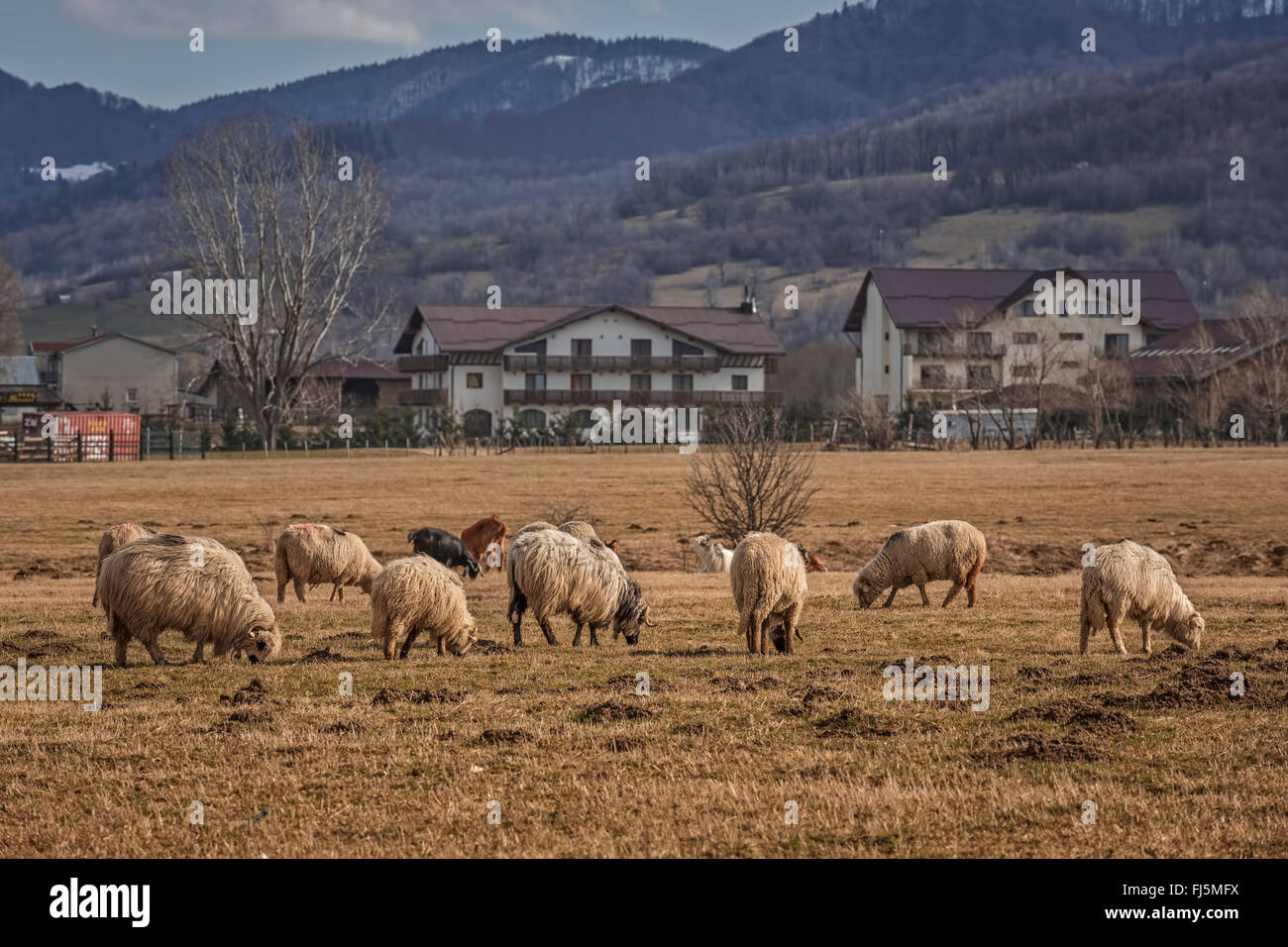 Schafbeweidung auf Trockenrasen Weide im Frühling. Stockfoto