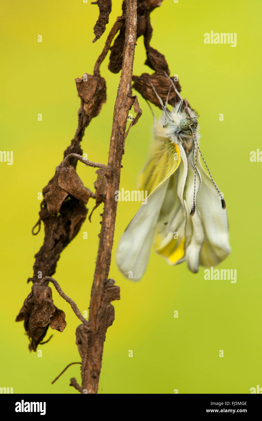 Grün-veined weiß, Green White (Pieris Napi, Artogeia Napi), nur geädert geschlüpft, Deutschland, Rheinland-Pfalz Stockfoto