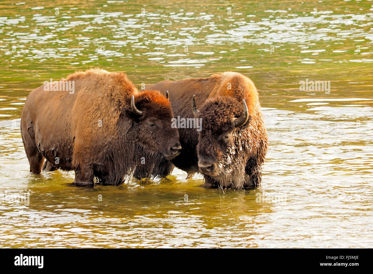 Amerikanischer Bison, Büffel (Bison Bison), Büffel überqueren Yellowstone River, USA, Wyoming, Yellowstone-Nationalpark, Hayden Valley Stockfoto