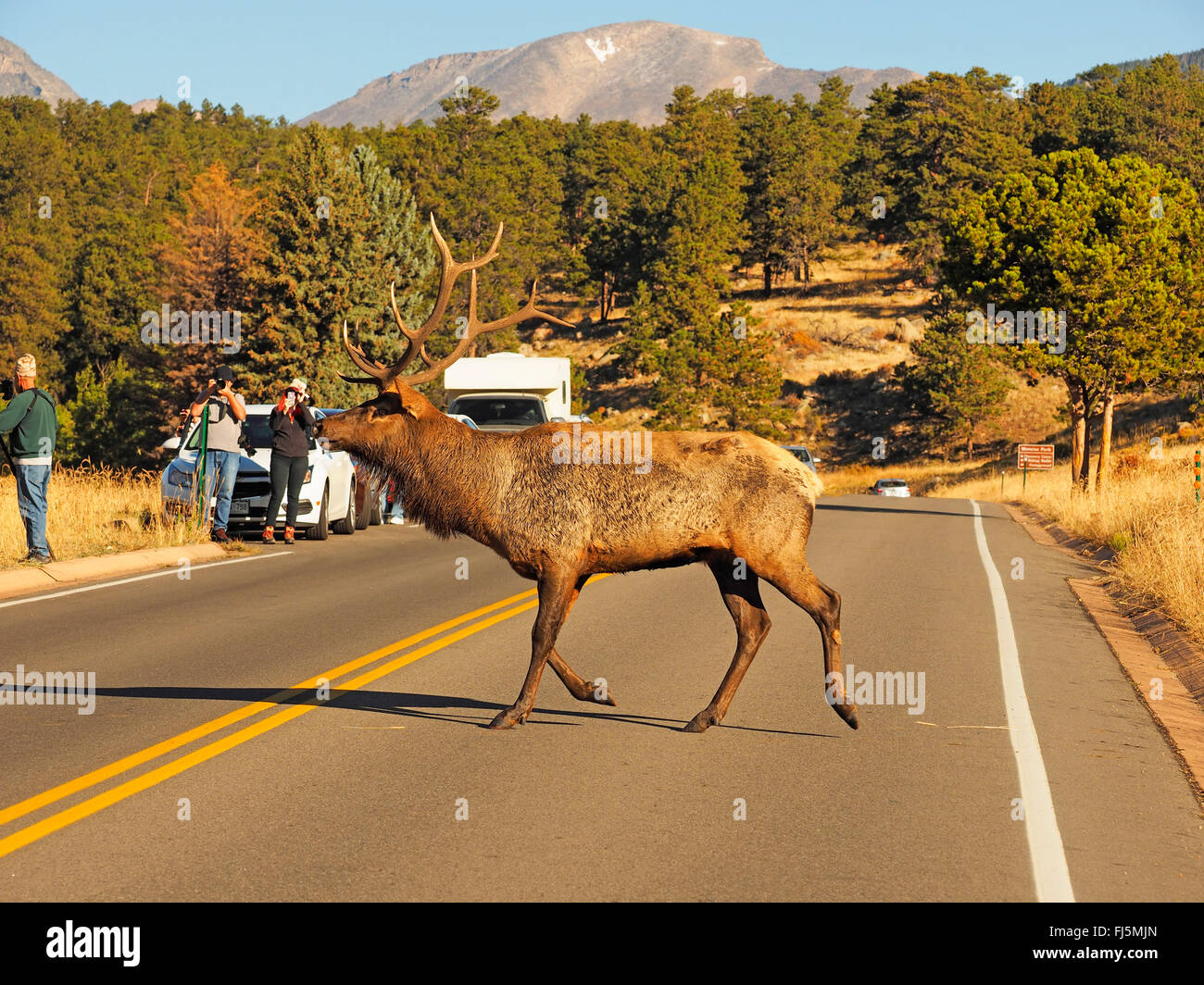 Wapiti, Hirsch Elch (Cervus Elaphus Canadensis, Cervus Canadensis), überquert eine Straße, USA, Colorado, Rocky Mountain Nationalpark Stockfoto