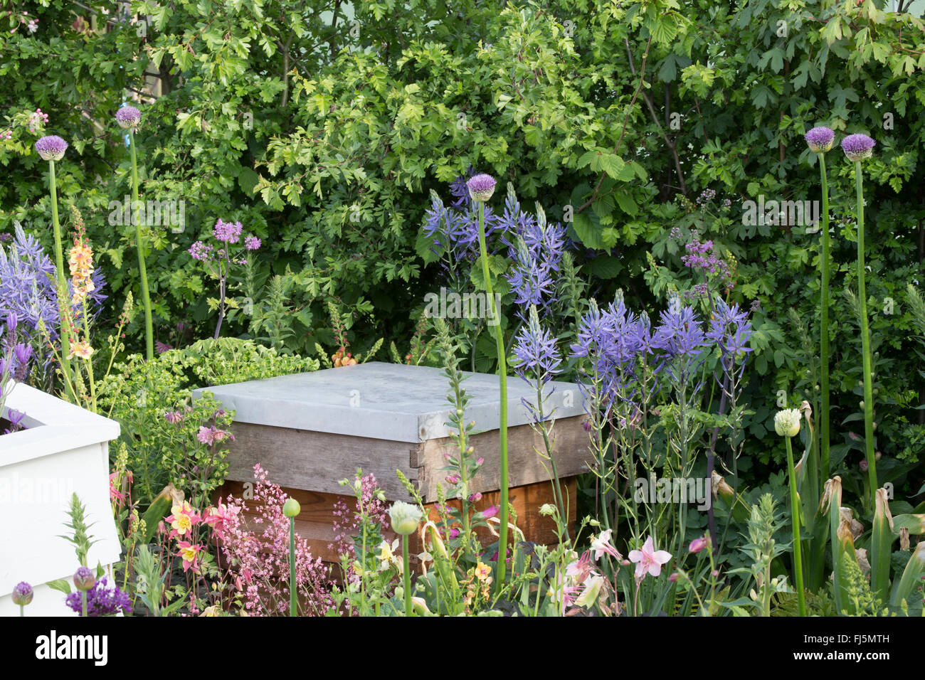 Wildlebenfreundlicher kleiner Stadtgarten mit Bienenstock in einer Blume Beet für Bienen Pflanzung von Alliums - Camassia Leichtlinii England GB UK Stockfoto