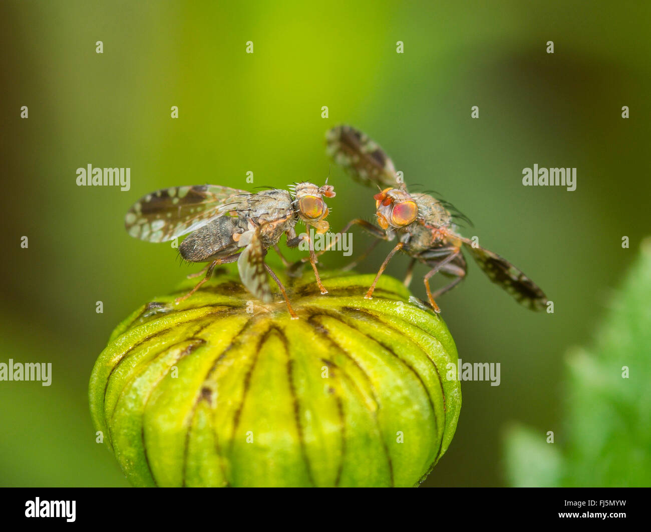 Tephritid Fliege (Tephritis Neesii), Balztanz der beiden Männer auf Ochsen-Auge Daisy (Leucanthemum Vulgare), Deutschland Stockfoto