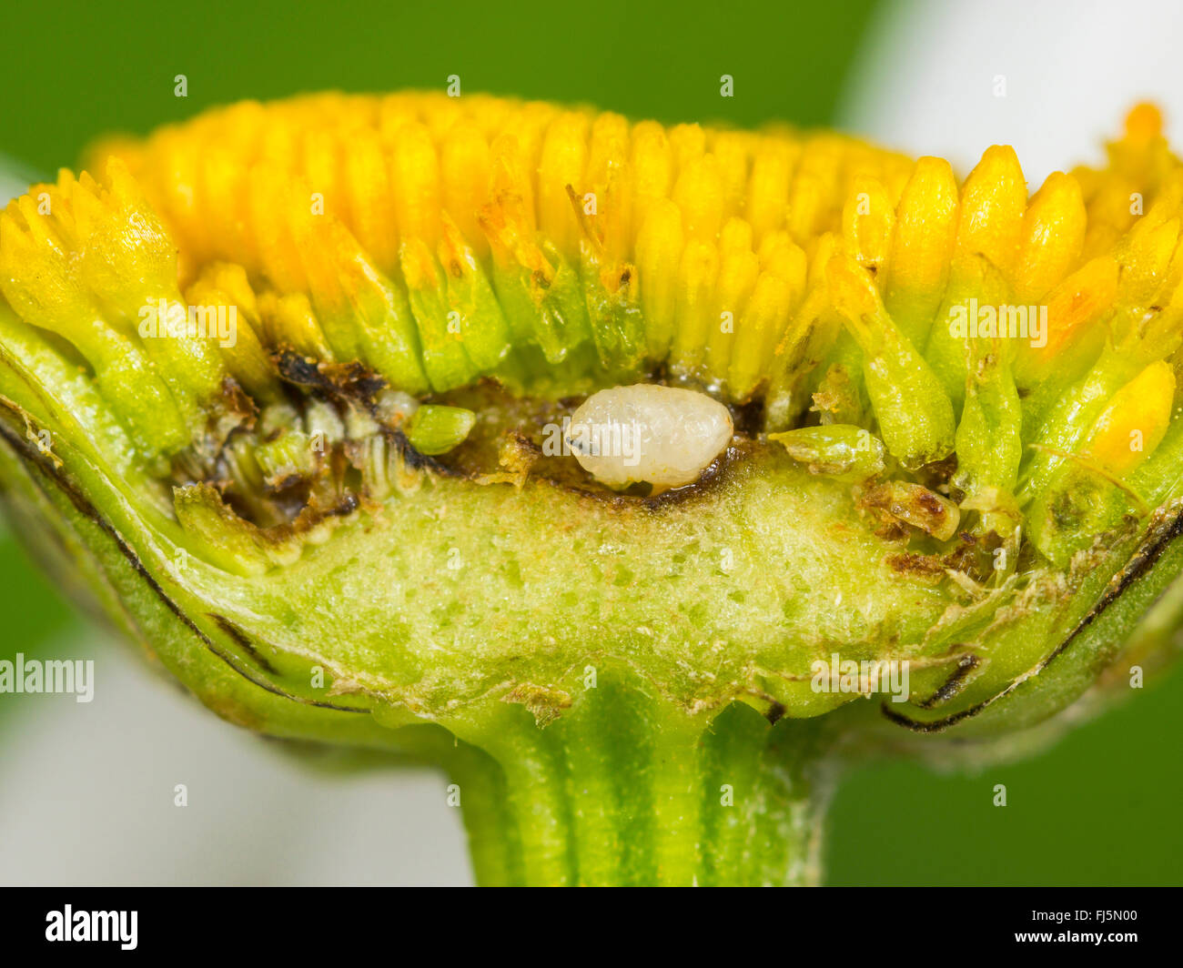 Tephritid Fliege (Tephritis Neesii), Larve in das Körbchen von Ochsen-Auge Daisy (Leucanthemum Vulgare), Deutschland Stockfoto