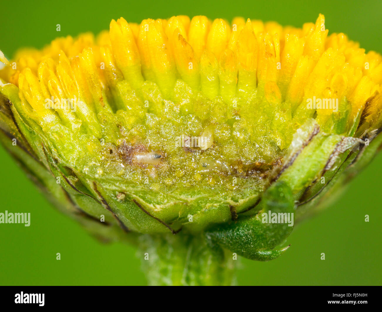 Tephritid Fliege (Tephritis Neesii), Larve in das Körbchen von Ochsen-Auge Daisy (Leucanthemum Vulgare), Deutschland Stockfoto