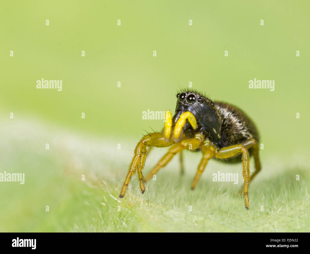 Jumping Spider (Heliophanus Flavipes), Weiblich, Deutschland Stockfoto