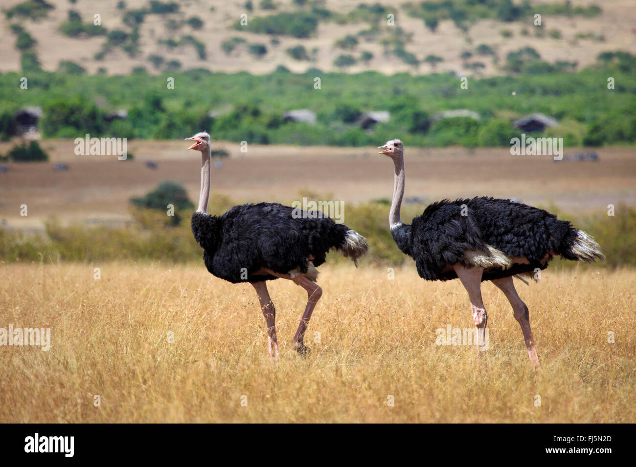 Massai-Strauß, Masai Strauß, nordafrikanischen Strauß (Struthio Camelus Massaicus), zwei Strauße zusammen spazieren, hohes Gras, Kenia, Masai Mara Nationalpark Stockfoto