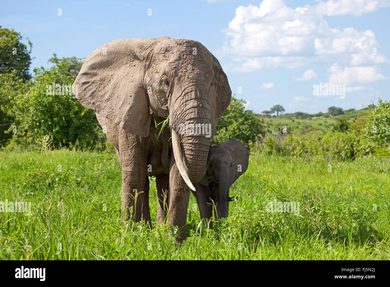 Afrikanischer Elefant (Loxodonta Africana), Kuh, Elefant mit Kalb auf dem Rasen, Kenia Stockfoto