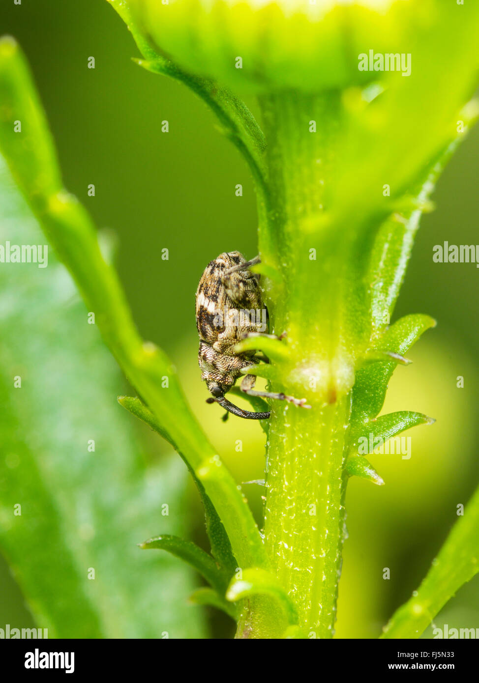 Schnauze Käfer (Microplontus Campestris), während der Fütterung auf Ochsen-Auge Daisy (Leucanthemum Vulgare), Deutschland Stockfoto