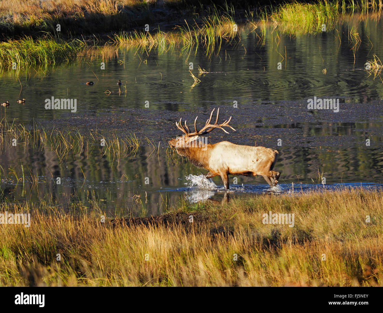 Wapiti, Elche (Cervus Elaphus Canadensis, Cervus Canadensis), Hirsch am Fluß in Spurrinnen Saison, USA, Colorado, Rocky Mountain Nationalpark Stockfoto