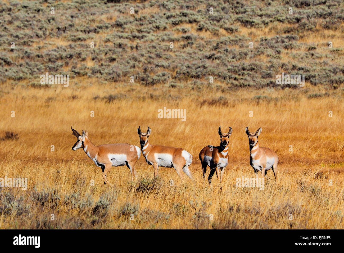 Gabelbock (Antilocapra Americana), Herde in Steppe, USA, Colorado, Rocky Mountain Nationalpark Stockfoto