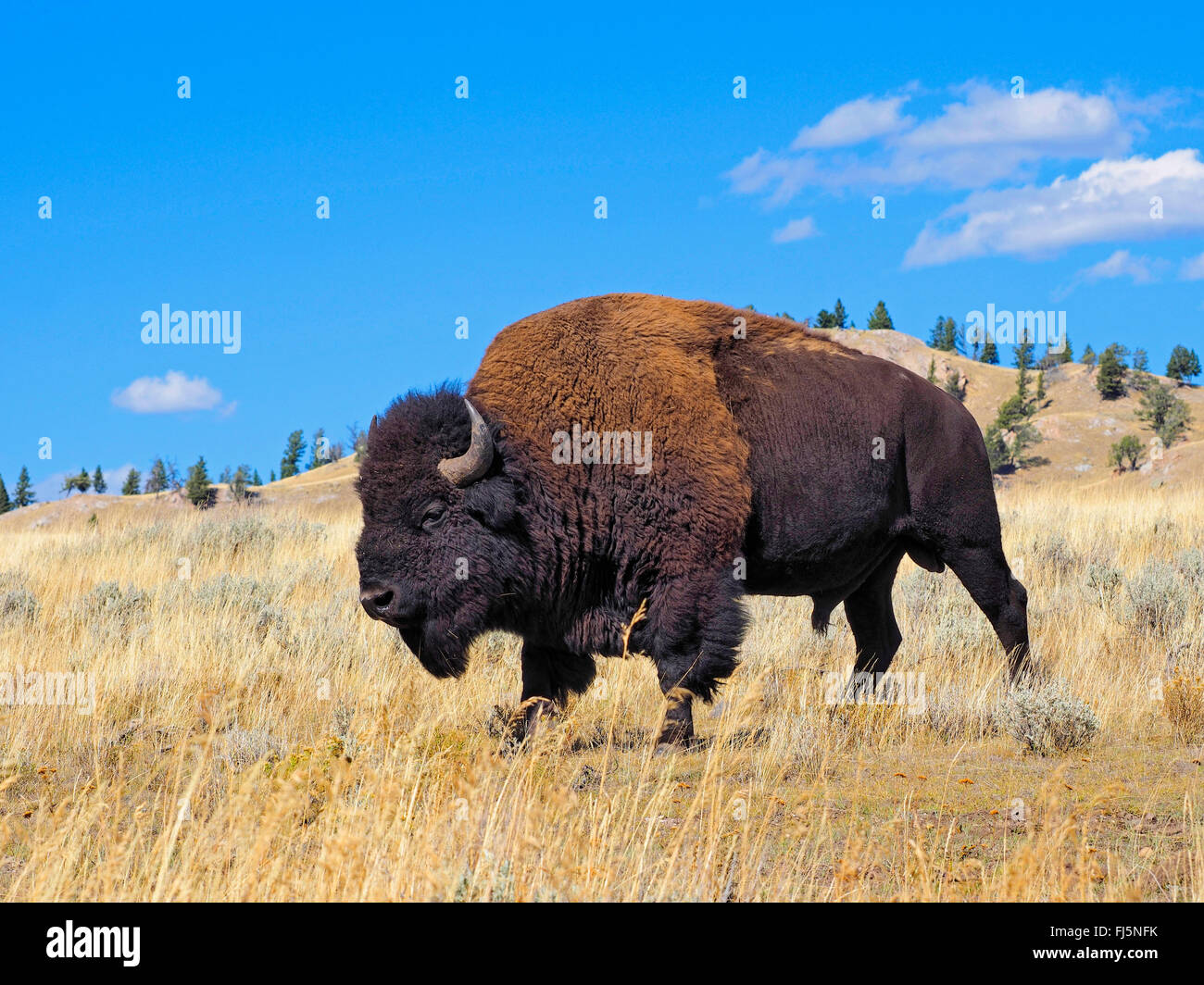 Amerikanischer Bison, Büffel (Bison Bison), männlichen Büffel, Lamar Valley, Yellowstone-Nationalpark, Wyoming, USA Stockfoto