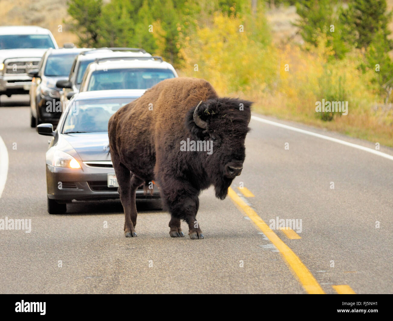 Amerikanischer Bison, Büffel (Bison Bison), Männlich, überqueren einer Straße Hayden Valley, Yellowstone-Nationalpark, Wyoming, USA Stockfoto