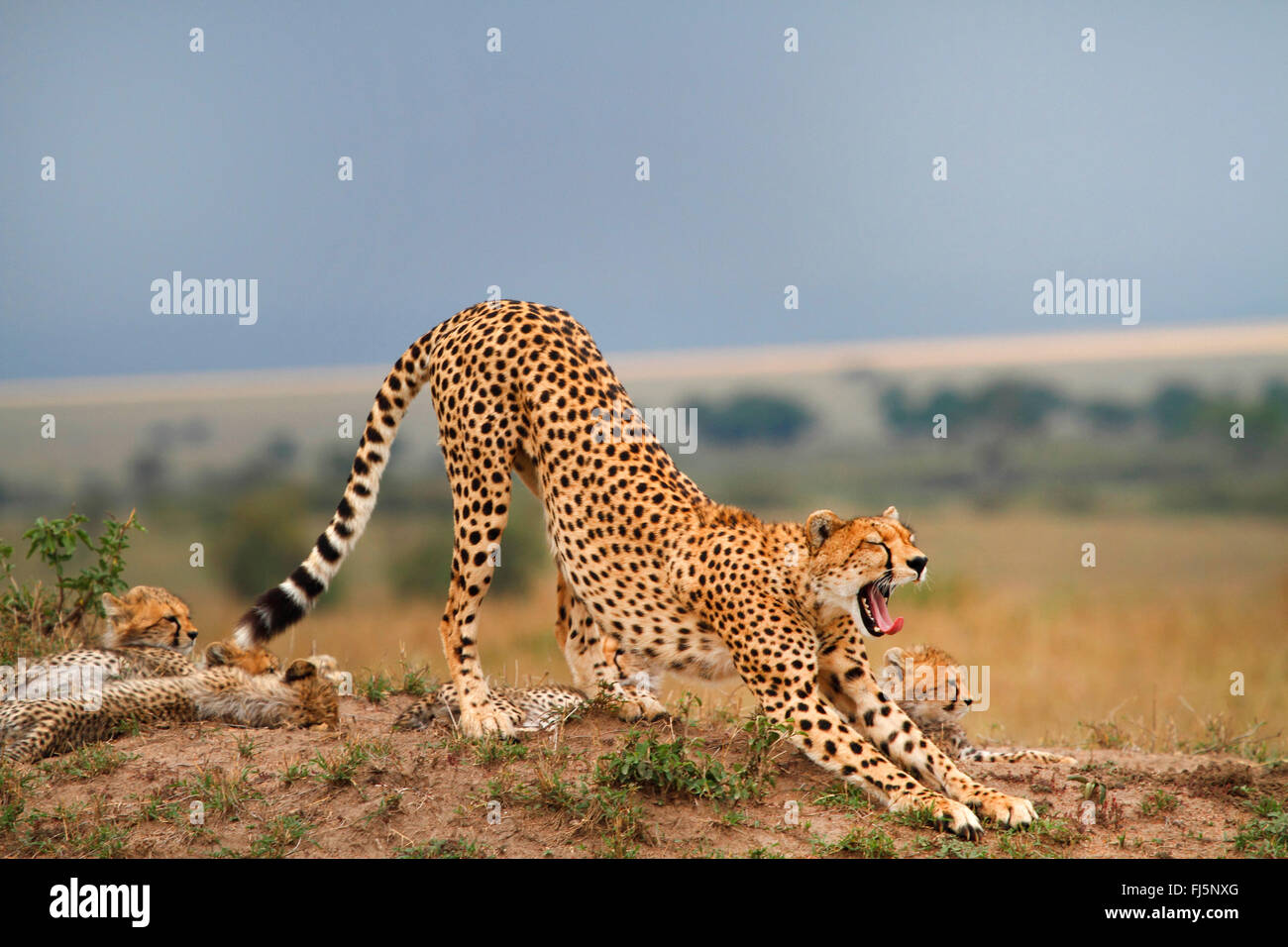 Gepard (Acinonyx Jubatus), Familie in Savanne, Kenia, Masai Mara Nationalpark Stockfoto