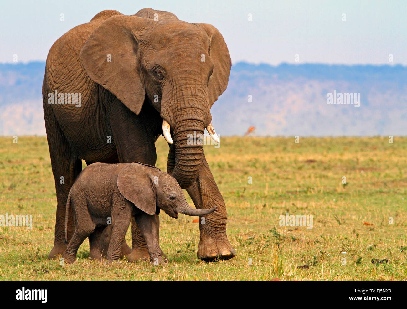 Afrikanischer Elefant (Loxodonta Africana), weibliche mit Welpen, Kenia, Masai Mara Nationalpark Stockfoto