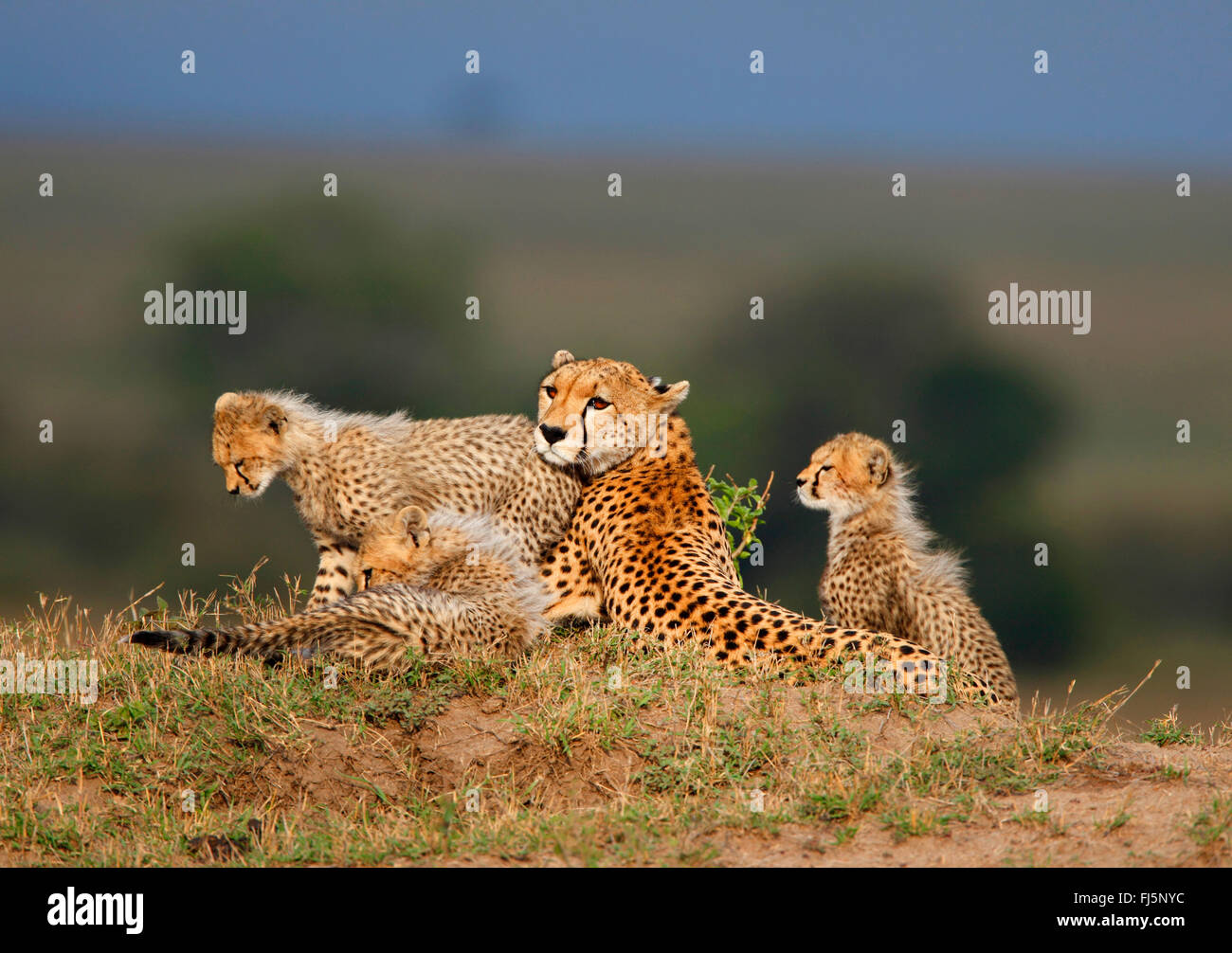 Gepard (Acinonyx Jubatus), Familie in Savanne, Kenia, Masai Mara Nationalpark Stockfoto