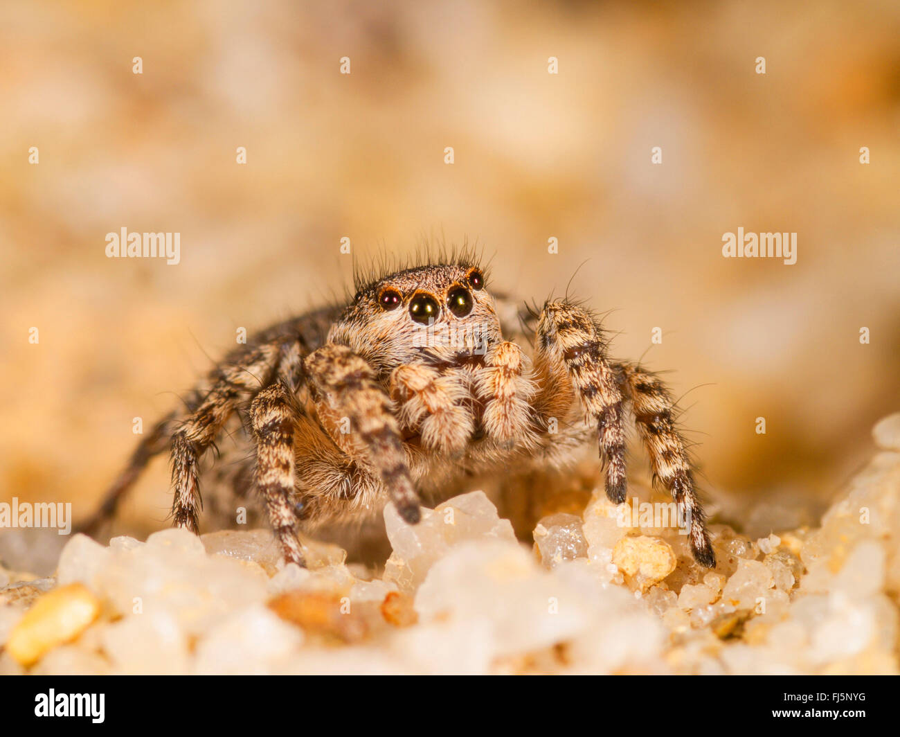 Springspinne (Aelurillus V-Insignitus, Phlegra V-Insignita, Attus V-Insignitus, Ictidops V-Insignitus), weibliche auf Sand, Deutschland Stockfoto