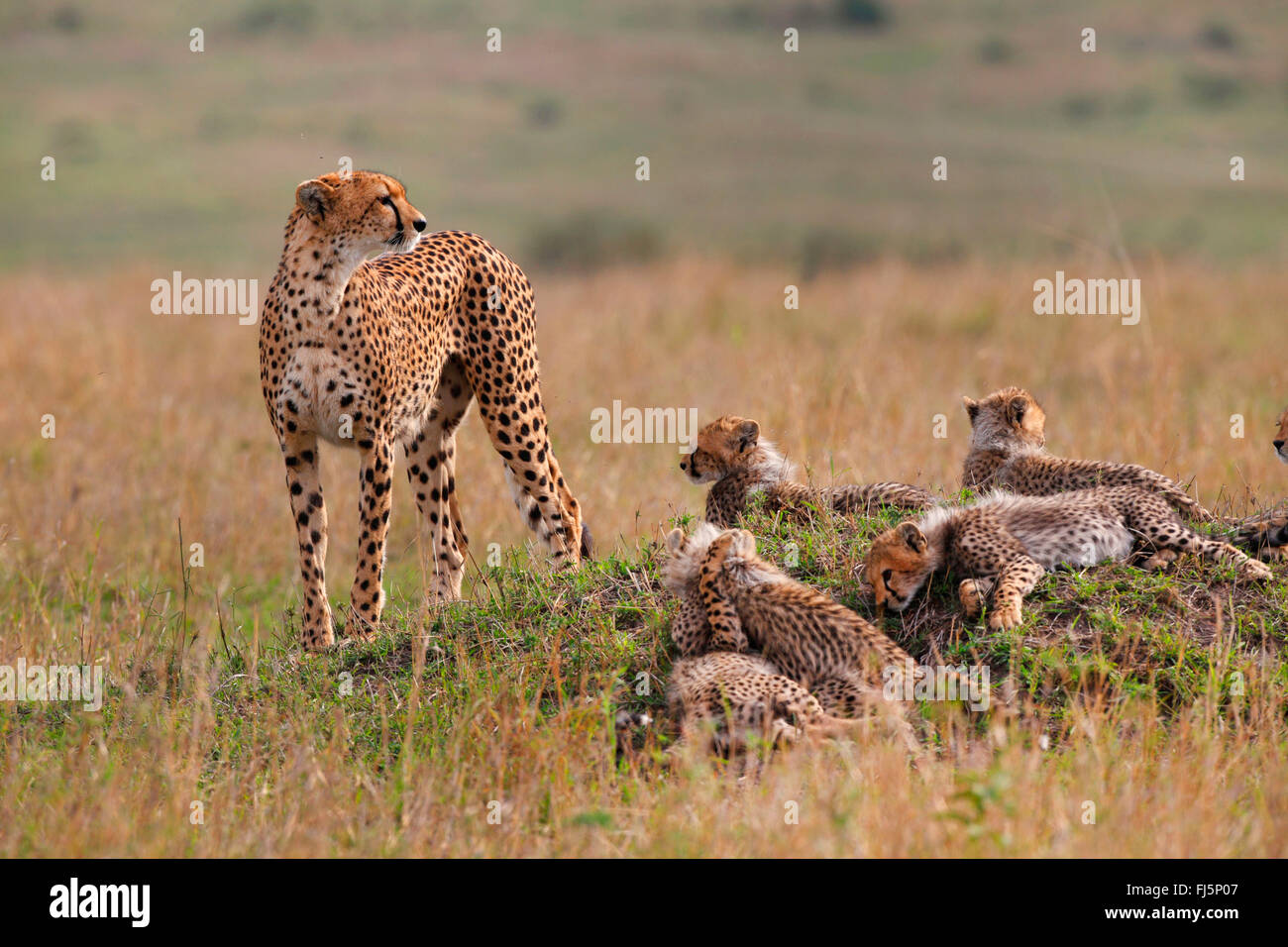 Gepard (Acinonyx Jubatus), Geparden-Familie, Kenia, Masai Mara Nationalpark Stockfoto