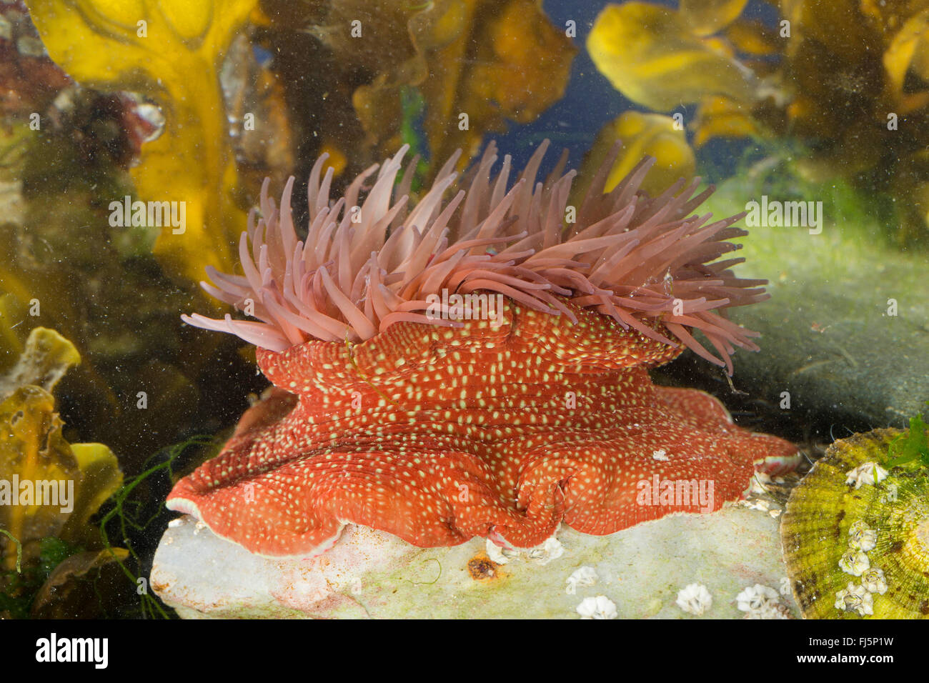 Erdbeere Anemone (Actinia Fragacea, Actinia Equina var. Fragacea), Seitenansicht Stockfoto