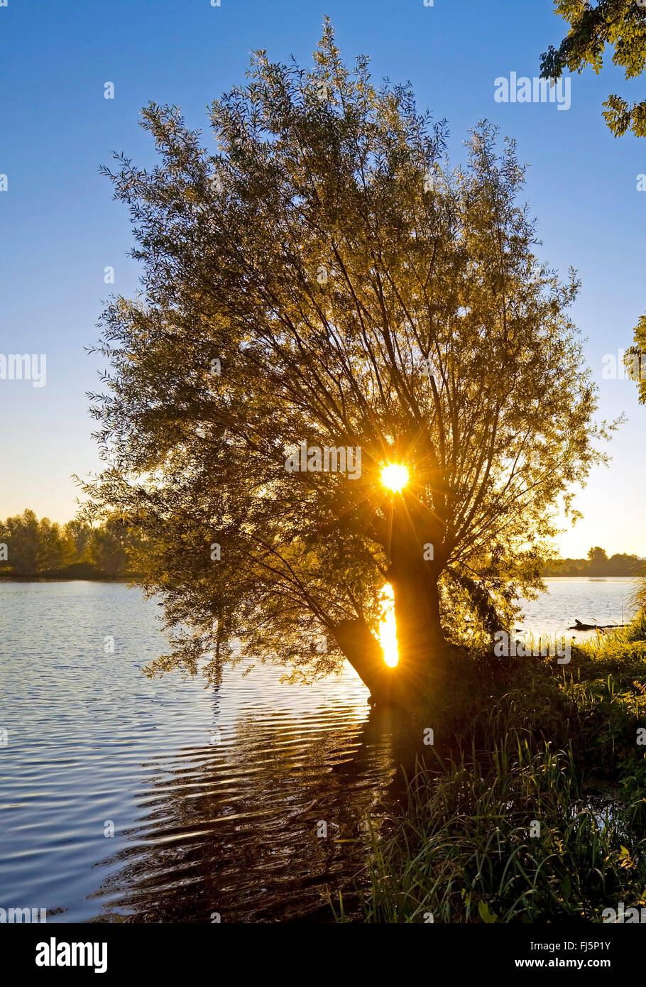 Silberweide (Salix Alba), Altrhein mit verfing Weide in der Nähe von Androp, Deutschland, Nordrhein-Westfalen, Niederrhein, Rees Stockfoto