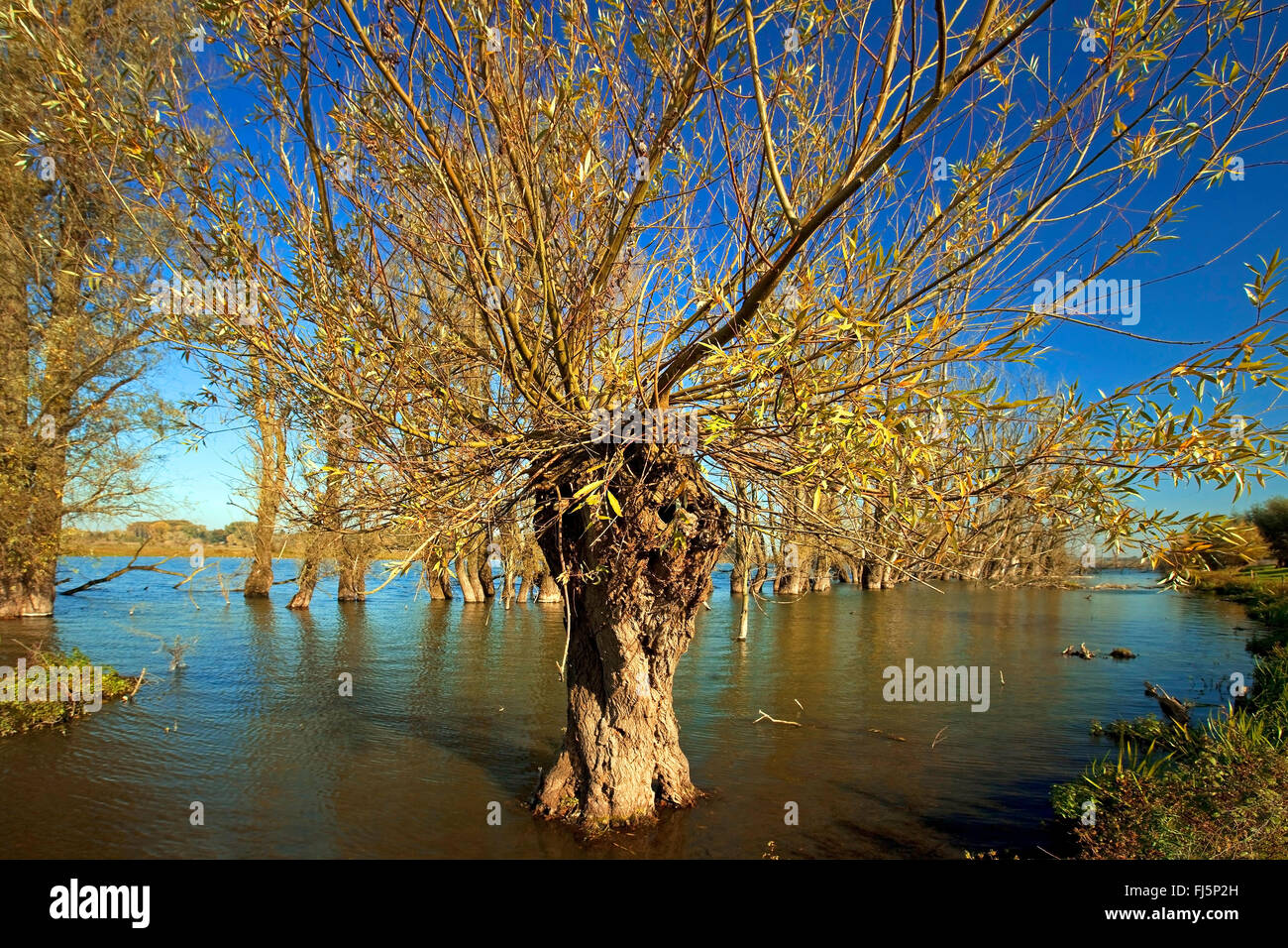 Silberweide (Salix Alba), beschnitten Weide in den alten Rhein in der Nähe von Xanten, Deutschland, Nordrhein-Westfalen, Niederrhein, Xanten Stockfoto