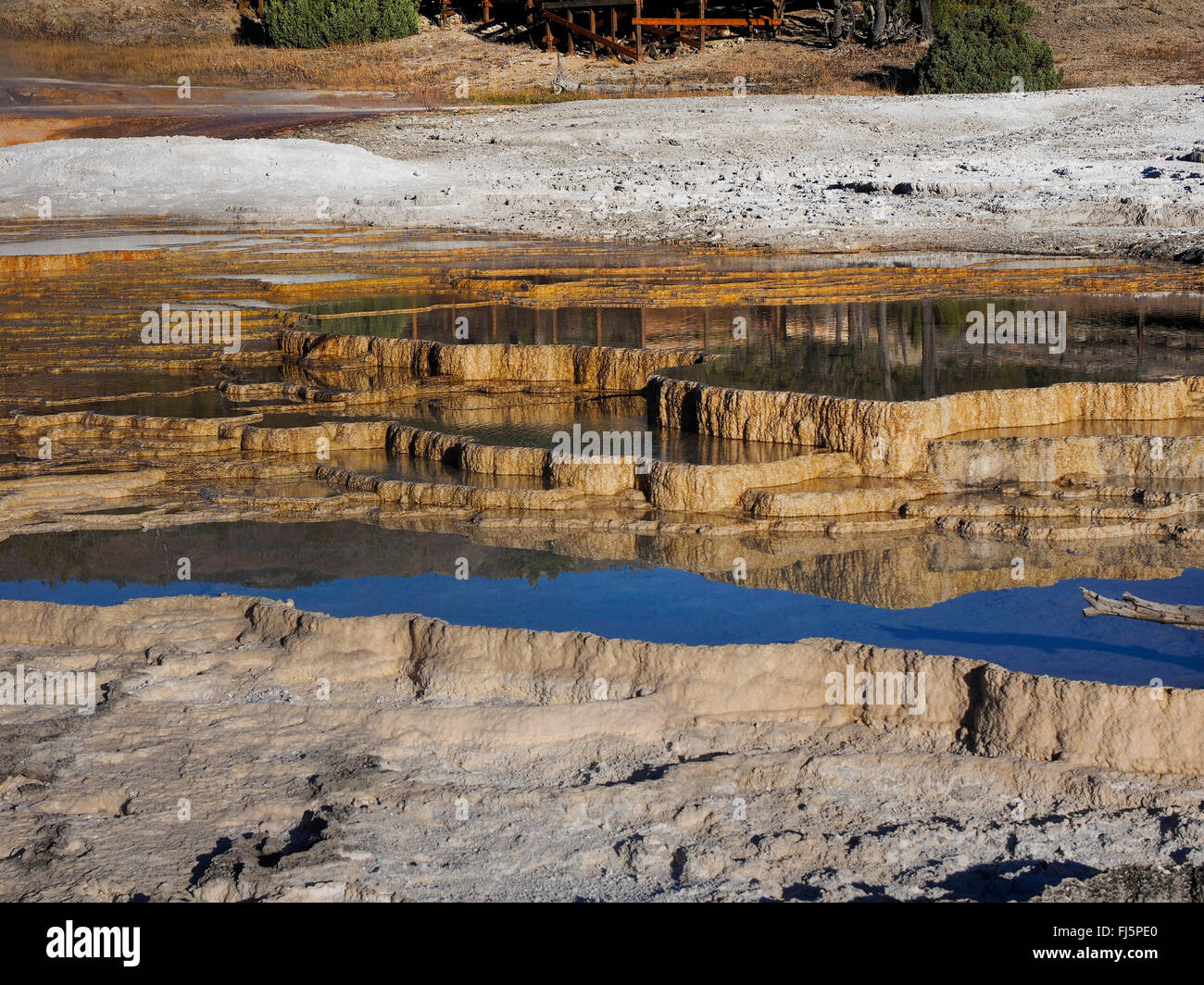 Mammoth Hot Springs, USA, Wyoming, Yellowstone-Nationalpark Stockfoto