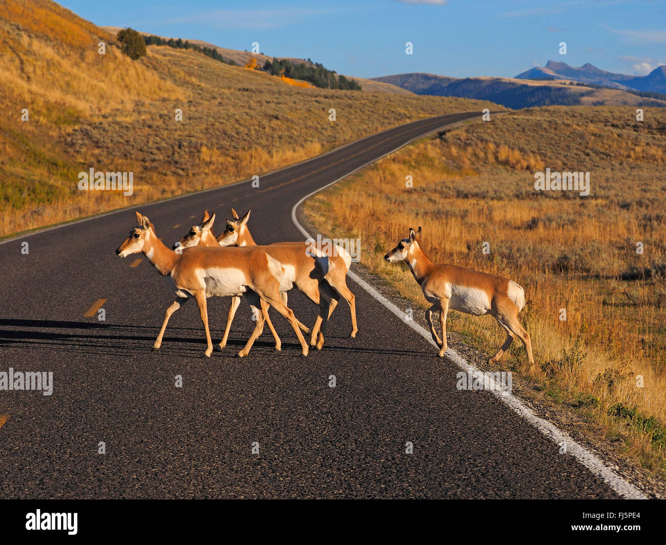Gabelbock (Antilocapra Americana), Gruppe überqueren einer Straße, USA, Colorado, Rocky Mountain Nationalpark Stockfoto