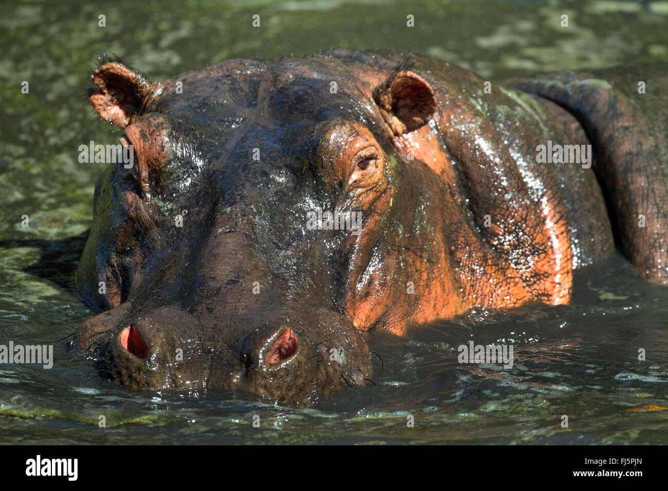 Nilpferd, Nilpferd, gemeinsame Flusspferd (Hippopotamus Amphibius), Porträt, Kenia, Masai Mara Nationalpark Stockfoto