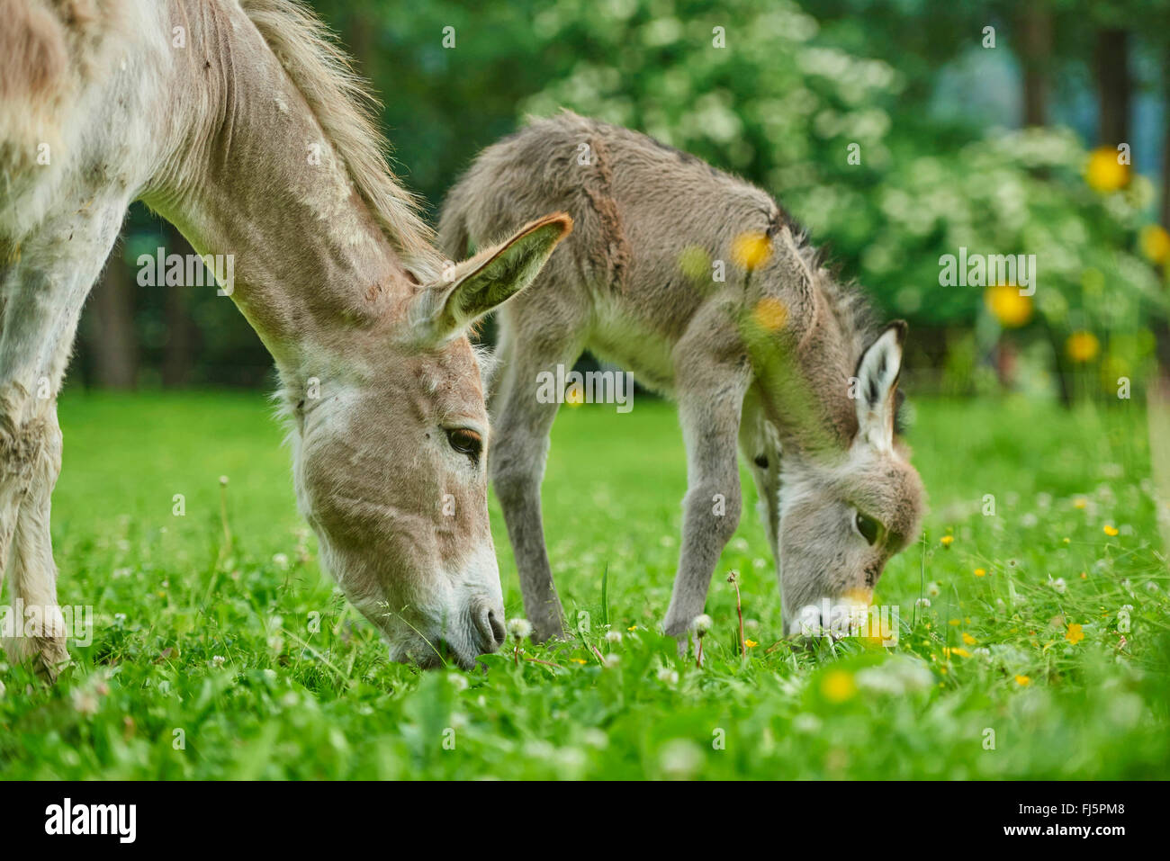 Inländische Esel (Equus Asinus Asinus), acht Stunden alten Esel Fohlen mit Mutter auf einer Wiese, Deutschland Stockfoto