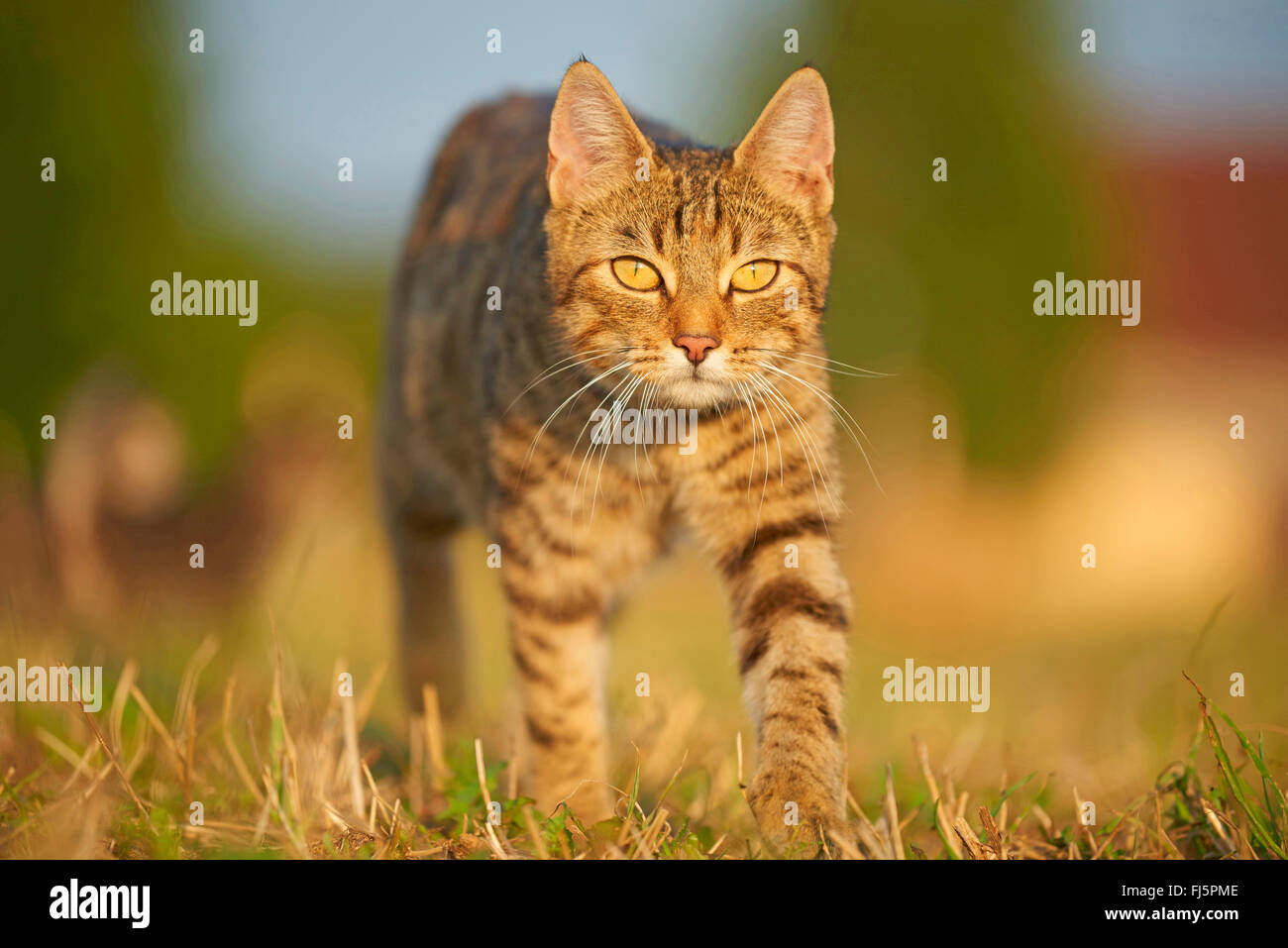 Hauskatze, Hauskatze (Felis Silvestris F. Catus), zu Fuß auf einer Wiese, Vorderansicht, Deutschland Stockfoto