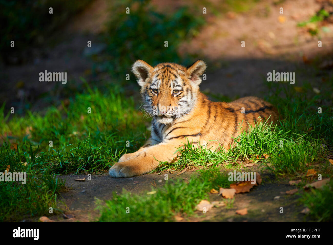 Sibirischer Tiger, Amurian Tiger (Panthera Tigris Altaica), Welpe in der Sonne liegen Stockfoto