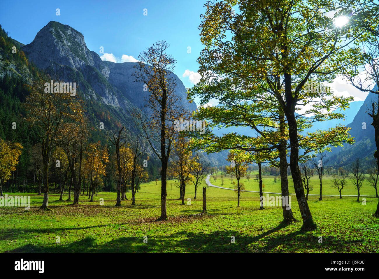 Bergahorn, große Ahorn (Acer Pseudoplatanus), Grosser Ahornboden mit alten Ahorn Bevölkerung in Karwendel-Gebirge, Österreich, Tirol Stockfoto