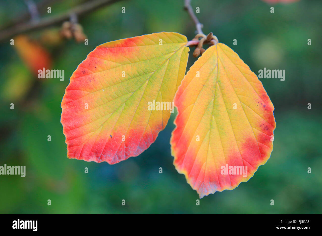 Zaubernuss (Hamamelis Intermedia, Hamamelis x Intermedia), Blätter im Herbst auf einem Zweig Stockfoto