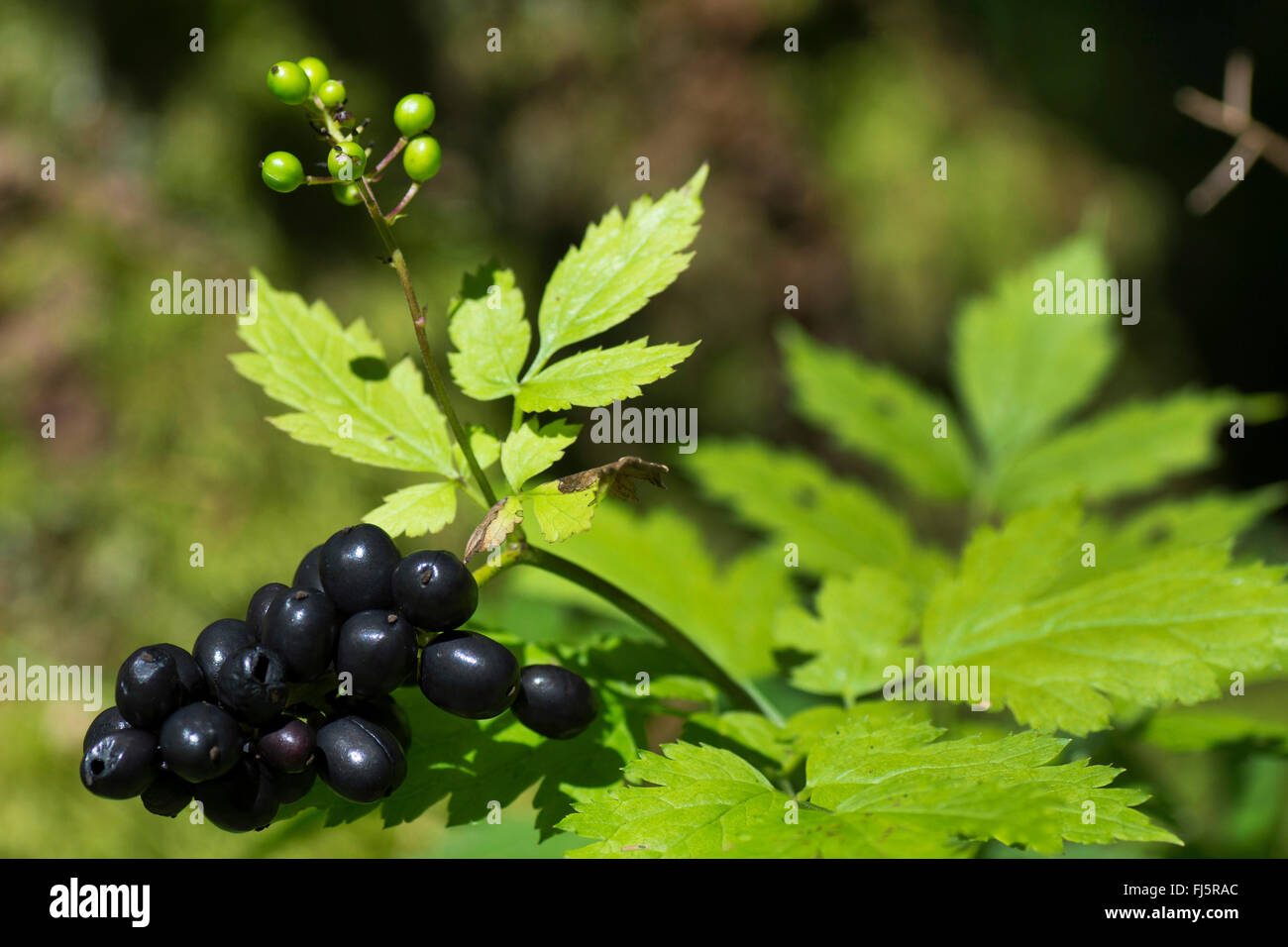 Baneberry (Actaea Spicata), Reife und unreife Früchte, Oberbayern, Oberbayern, Bayern, Deutschland Stockfoto
