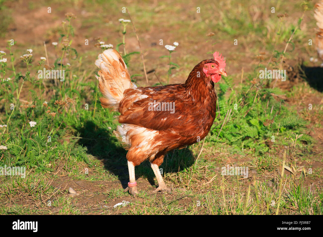 Hausgeflügel (Gallus Gallus F. Domestica), einzelne Henne außerhalb Deutschlands Stockfoto