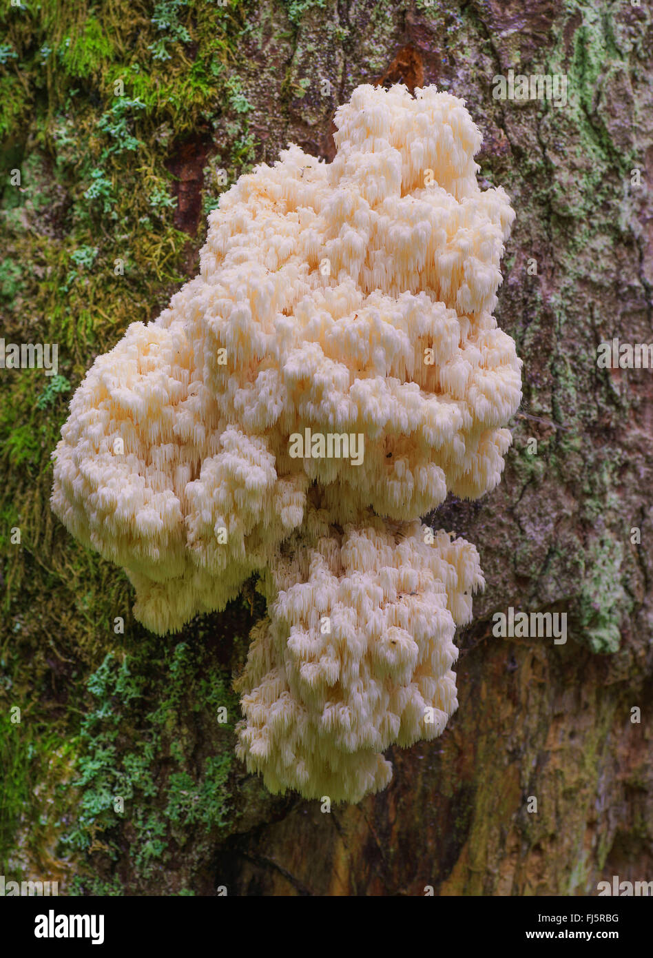 Hericium (Hericium Flagellum) auf Totholz von Nadelbäumen Baum, Oberbayern, Oberbayern, Bayern, Deutschland Stockfoto