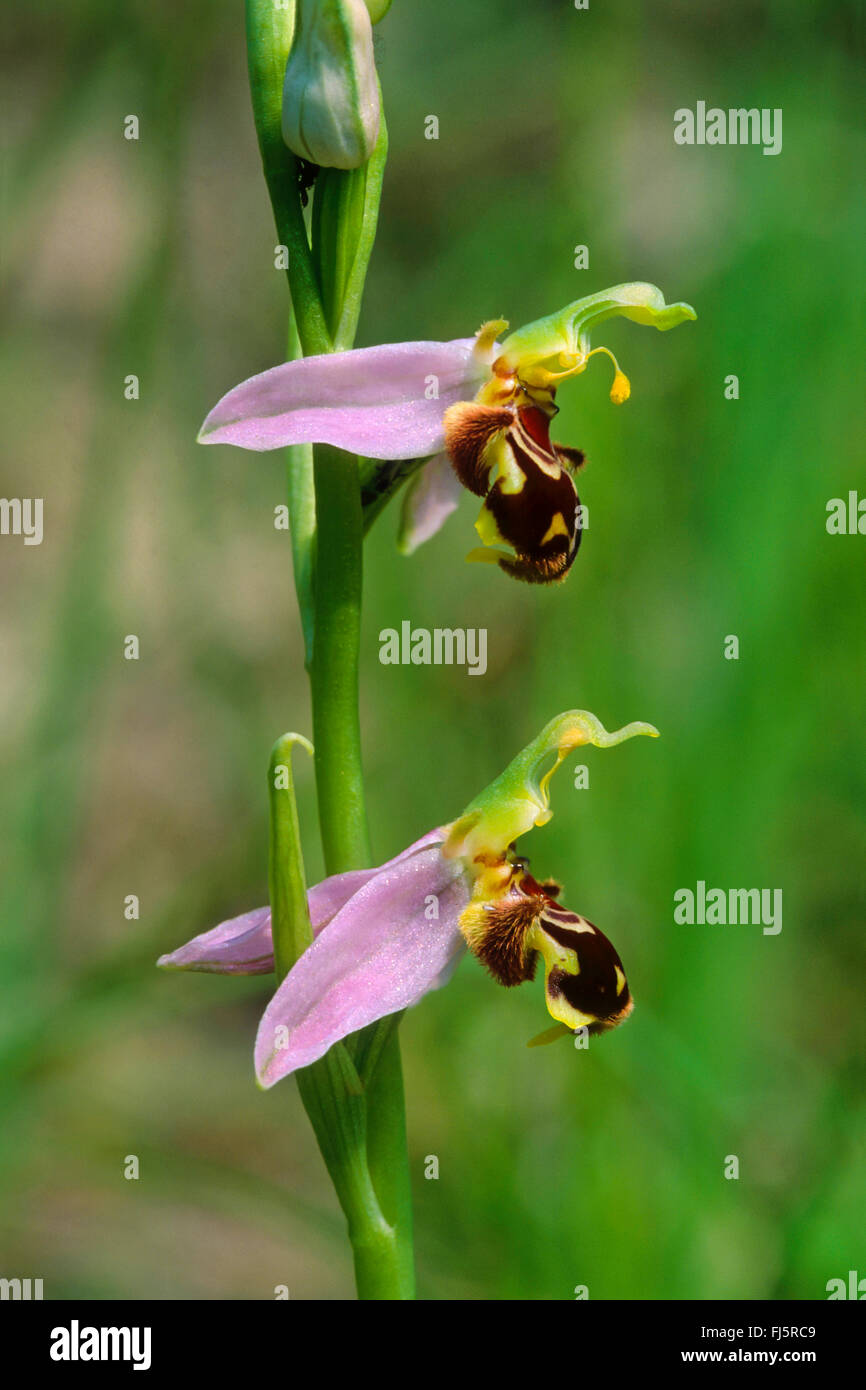 Biene Orchidee (Ophrys Apifera) blühen, Deutschland Stockfoto