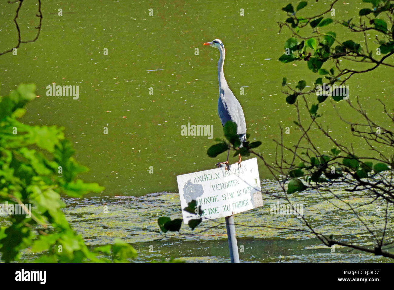 Graureiher (Ardea Cinerea), Graureiher verfiel ruht an einem Teich, Deutschland Stockfoto