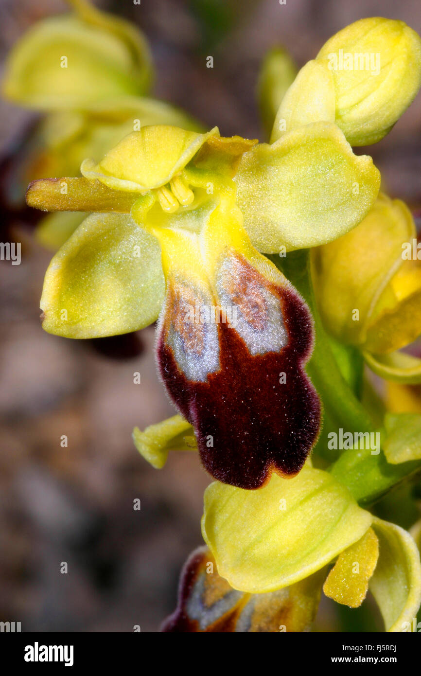 Braune Biene Orchidee, Orchideen, düstere Biene bräunlich Ophrys (Ophrys Fusca), einzelne Blume Stockfoto