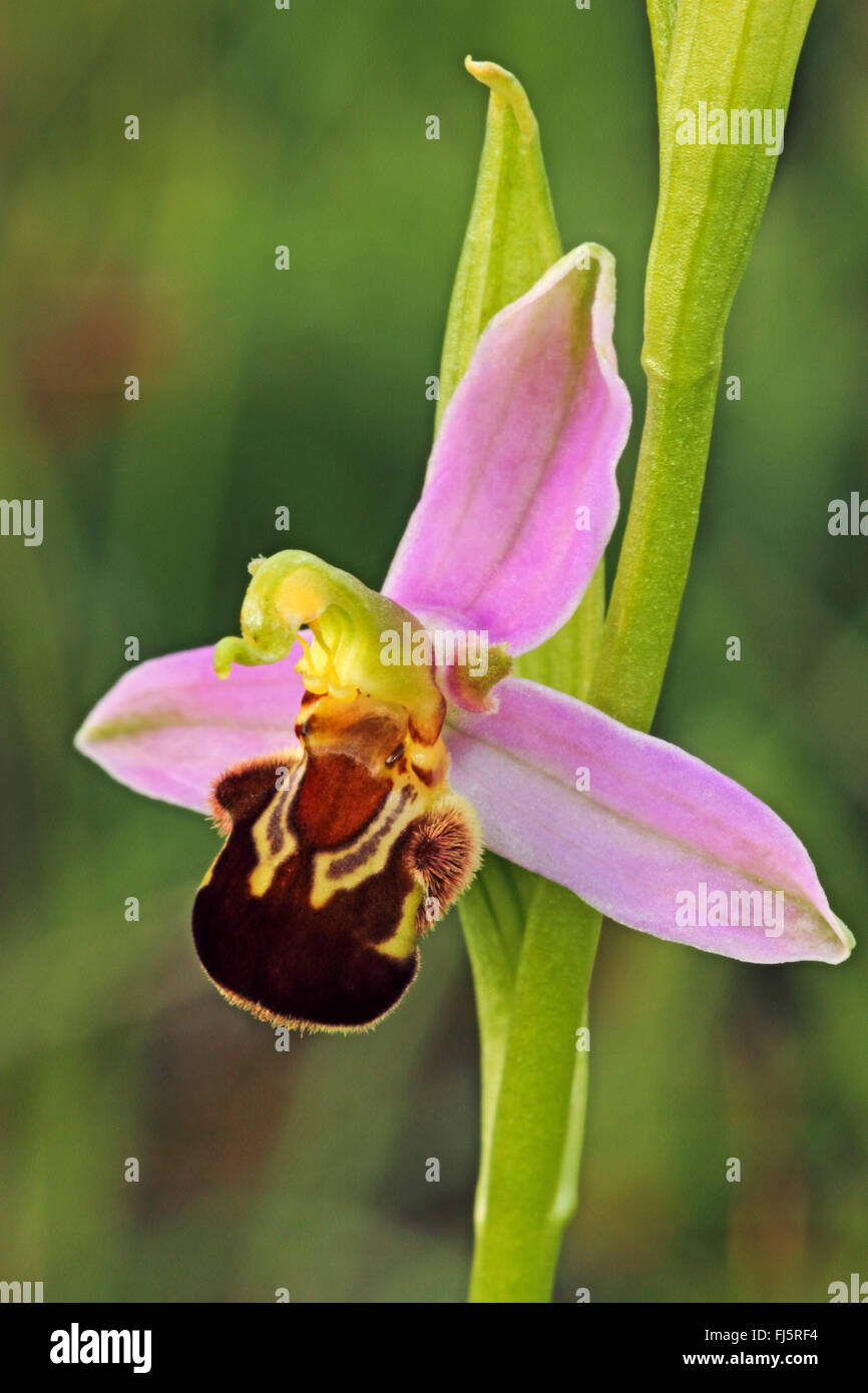 Biene Orchidee (Ophrys Apifera) Blume, Deutschland Stockfoto