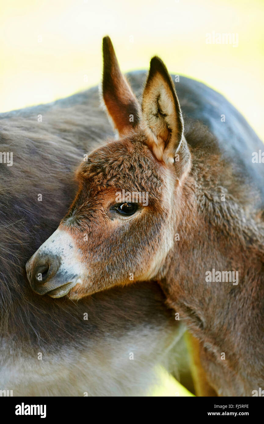 Inländische Esel (Equus Asinus Asinus), Esel-Fohlen, stehend, von seiner Mutter, Porträt, Deutschland Stockfoto