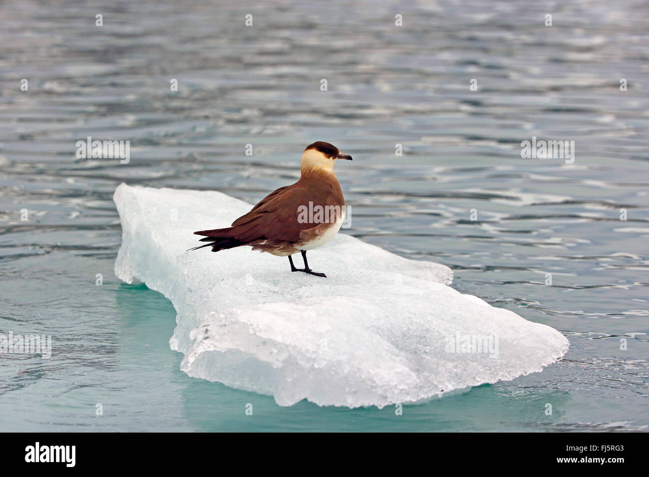 Parasitäre Jaeger, Arctic Skua, parasitäre Skua (Stercorarius Parasiticus), auf einer Eisscholle, Norwegen, Spitzbergen Stockfoto