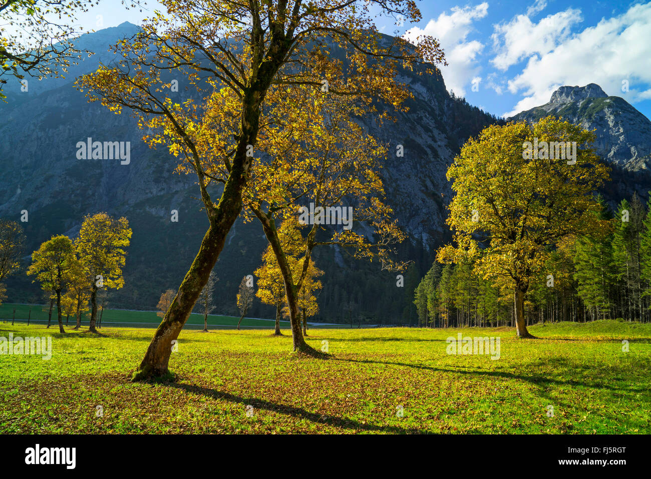 Bergahorn, große Ahorn (Acer Pseudoplatanus), Grosser Ahornboden mit alten Ahorn Bevölkerung in Karwendel-Gebirge, Österreich, Tirol Stockfoto