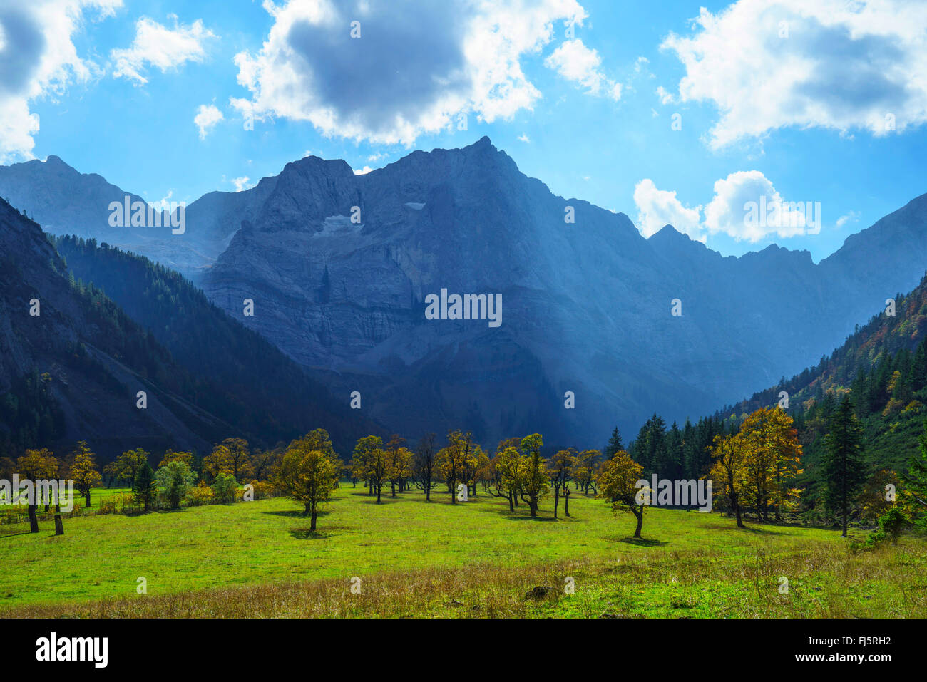 Bergahorn, große Ahorn (Acer Pseudoplatanus), Grosser Ahornboden mit alten Ahorn Bevölkerung in Karwendel-Gebirge, Österreich, Tirol Stockfoto