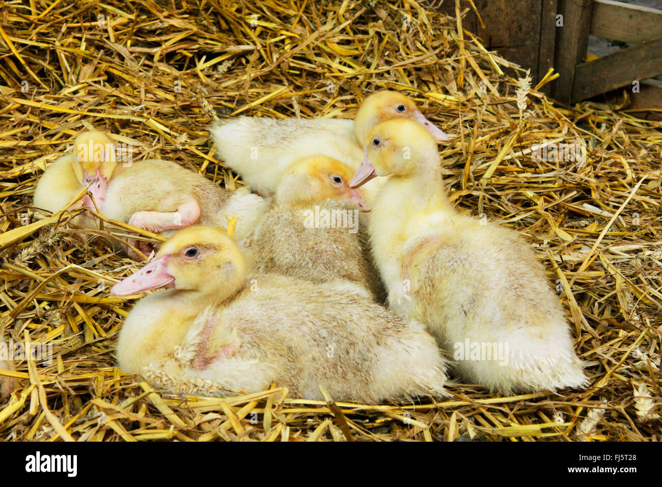 heimischen Gänse (Anser Anser F. Domestica), Gans Küken auf Stroh, Deutschland Stockfoto