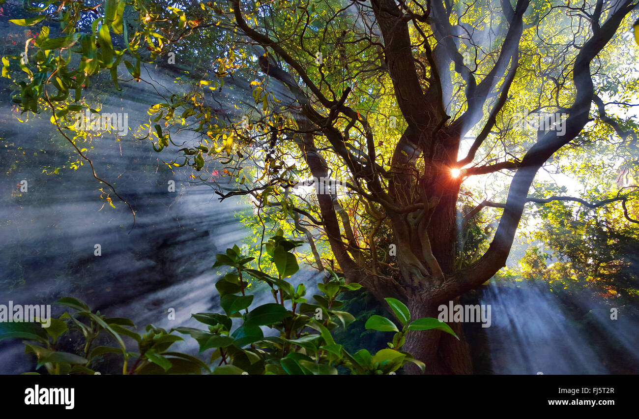 Korkenzieher Weide, Hankow Weide, Curly Willow, die Dragon Claw, Globe-Weide (Salix Matsudana 'Tortuosa', Salix Matsudana Tortuosa), im Nebel bei tiefstehende Sonne, Deutschland Stockfoto