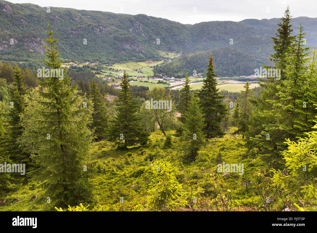 Landwirtschaft im südlichen Norwegen, Norwegen, Telemark, Edland Stockfoto