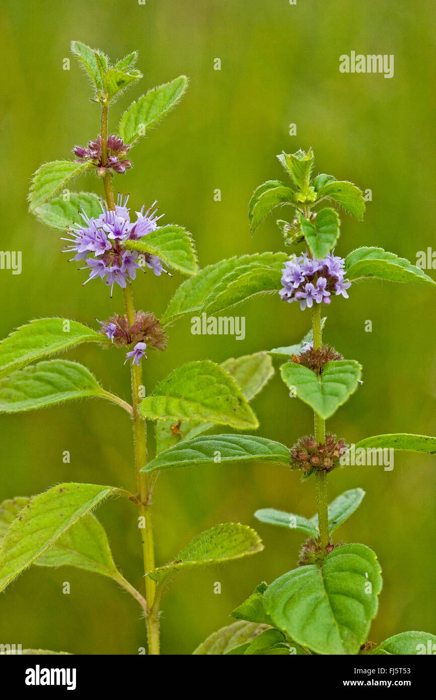 Brook Mint, Canadian Mint, gemeinsame Mint, Mais Minze, europäischen Mais Mint Bereich Minze (Mentha Arvensis), blühen, Deutschland Stockfoto