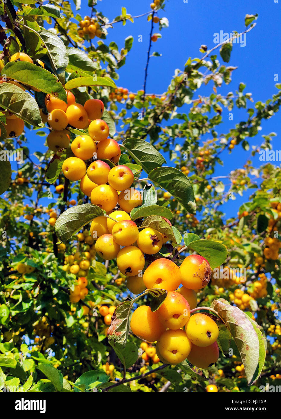 Toringo Holzapfel, Toringo Holzapfel (Malus X zumi 'Golden Hornet', X zumi Malus Golden Hornet), Zweig mit Früchten, Sorte Golden Hornet Stockfoto