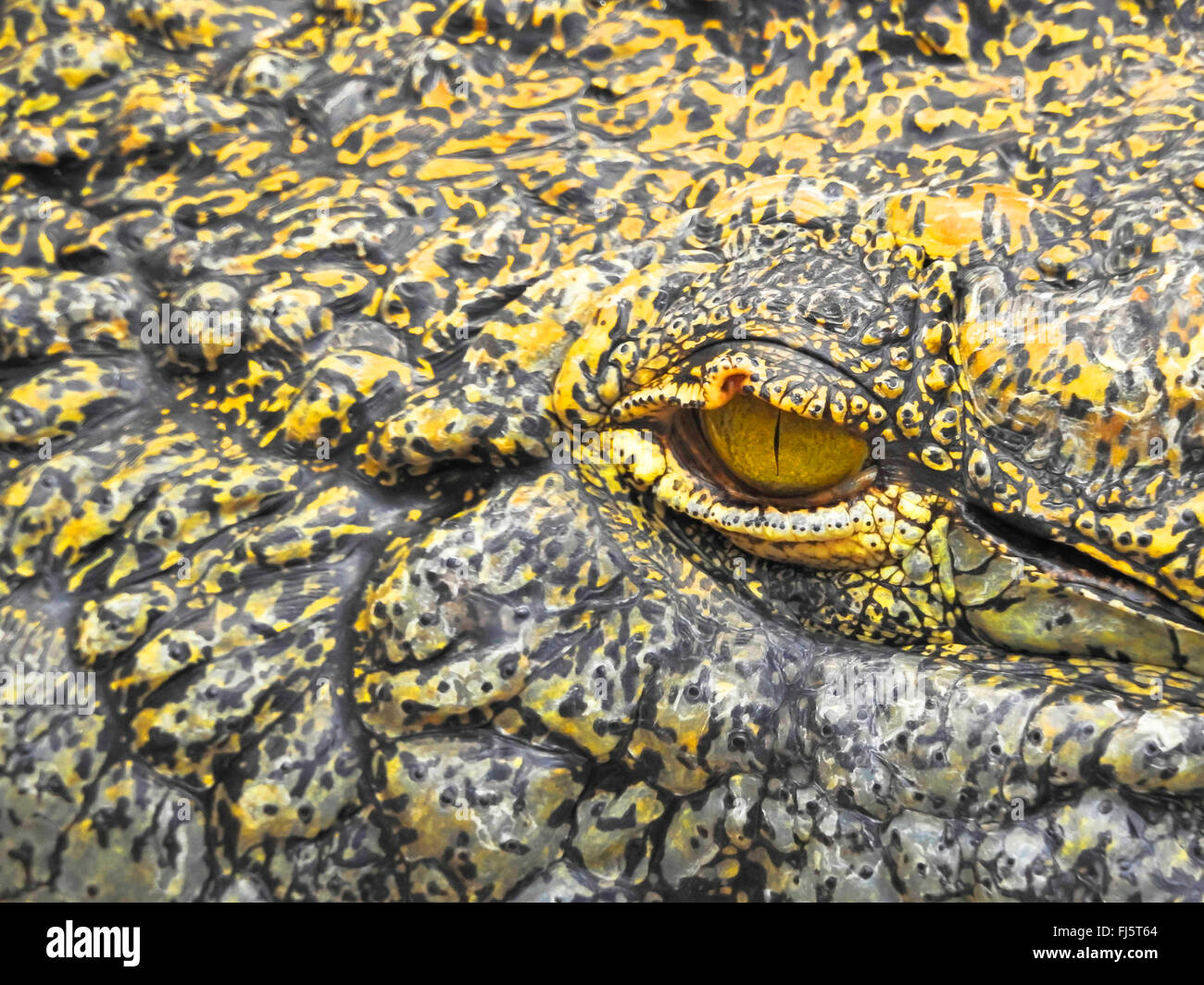 Nil-Krokodil (Crocodylus Niloticus), Auge eines Krokodils, skalierte Haut Stockfoto